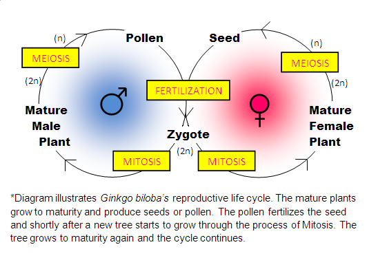 Ginkgo Biloba The Maidenhair Tree Improving Health One Person At A Time Reproduction